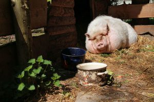 Schwein am Sonnen